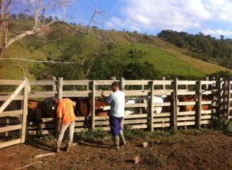 Última Semana de Vacinação de Febre Aftosa em Pinheiral vai até 31 de Maio