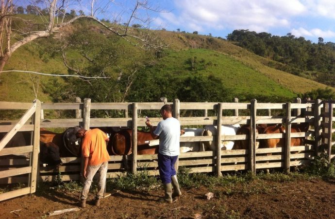 Última Semana de Vacinação de Febre Aftosa em Pinheiral vai até 31 de Maio