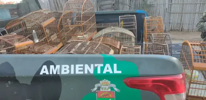 Polícia Ambiental resgata pássaros em cativeiro em Rio das Flores