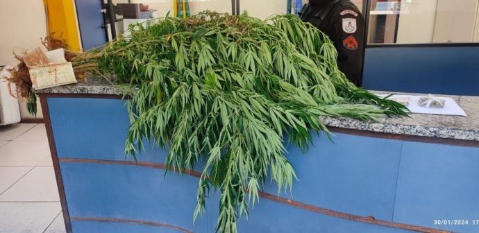 PM destrói cultivo de maconha e apreende dois tabletes da mesma droga no distrito de Arrozal