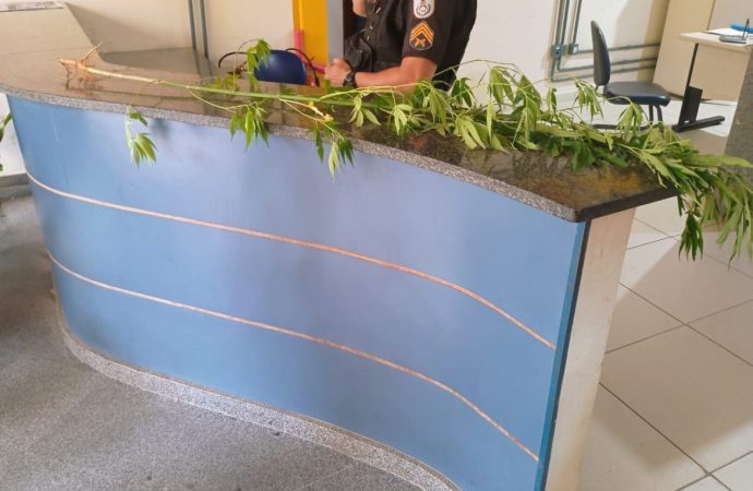 Polícia apreende pé de maconha em terreno baldio em Valença