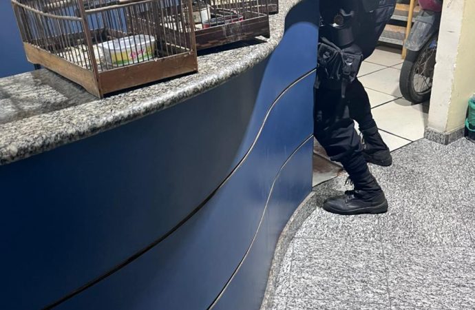 Homem é detido, em Mendes, com arma, aves e material para endolação