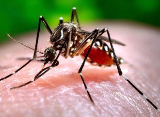 Petrópolis registra sete casos de chikungunya em 2025