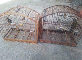 Trinca-ferros são resgatados de cativeiro em residência no município de Piraí