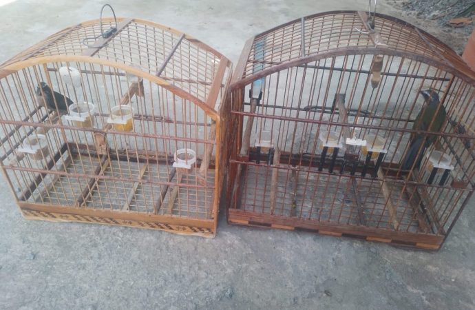 Trinca-ferros são resgatados de cativeiro em residência no município de Piraí