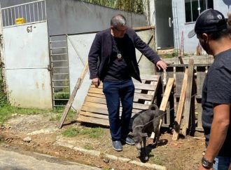 Cachorro vítima de maus-tratos em Piraí é resgatado