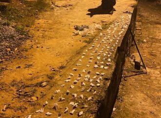 Polícia Militar apreende drogas escondidas em área de mata no Ladeira das Palmeiras