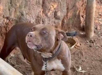Tutor de Pitbull é preso por maus-tratos em Piraí