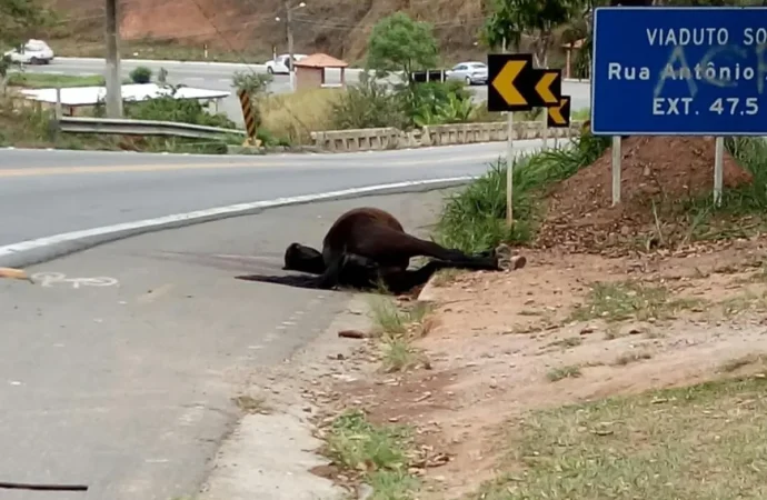 Caminhão atropela animal solto na pista na RJ-145