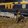 PRF apreende 71 quilos de drogas na Via Dutra, em Piraí