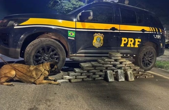 Cerca de 50 kg de maconha são apreendidos na Via Dutra, em Piraí