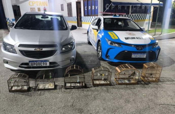 BPRv apreende aves silvestres transportadas irregularmente em Piraí